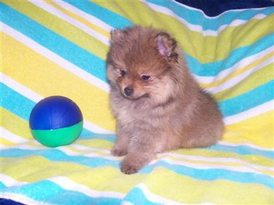 Puppies in NE